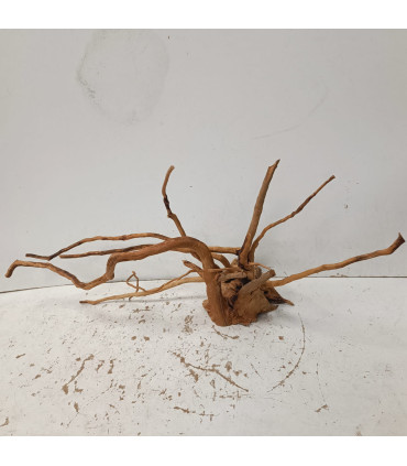 Raiz Roja para acuario | Red moore 1498 | Acuario Plantado