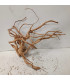 Raiz Roja para acuario | Red moore 1499 | Acuario Plantado