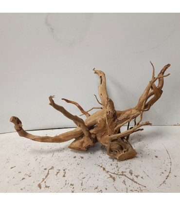 Raiz Roja para acuario | Red moore 1504 | Acuario Plantado