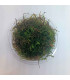 Musgo de Java (Taxiphyllum barbieri) fácil sem CO2 | Acuario Plantado