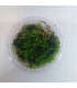 Christmas Moss (Vesicularia montagnei) para aquascaping | Acuario Plantado