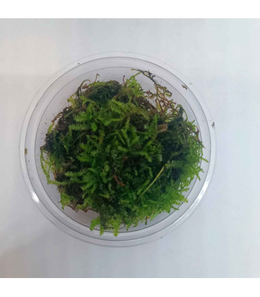 Christmas Moss (Vesicularia montagnei) para aquascaping | Acuario Plantado