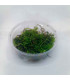 Christmas Moss (Vesicularia montagnei) para aquascaping | Acuario Plantado
