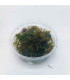 Weeping Moss (Vesicularia ferriei) musgo pendente | Acuario Plantado