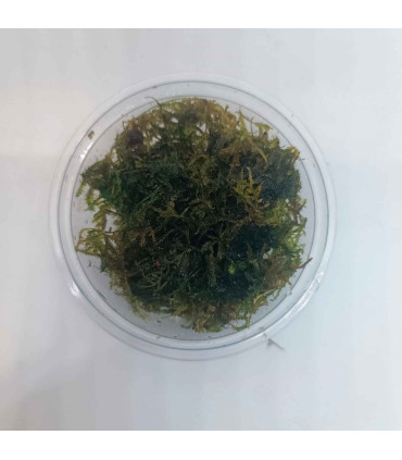 Weeping Moss (Vesicularia ferriei) musgo pendente | Acuario Plantado