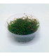 Flame Moss (Taxiphyllum sp.) musgo vertical | Acuario Plantado