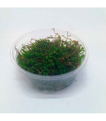 Flame Moss (Taxiphyllum sp.) musgo vertical | Acuario Plantado