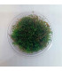 Flame Moss (Taxiphyllum sp.) musgo vertical | Acuario Plantado