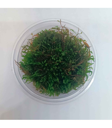 Flame Moss (Taxiphyllum sp.) musgo vertical | Acuario Plantado