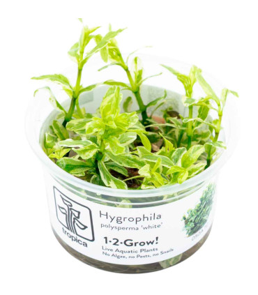 Hygrophila polysperma 'White' 1-2-Grow | Planta rápida para aquário