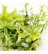 Hygrophila polysperma 'White' 1-2-Grow | Planta rápida para aquário