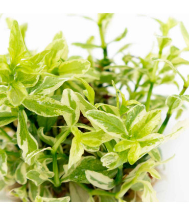 Hygrophila polysperma 'White' 1-2-Grow | Planta rápida para aquário