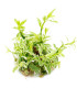 Hygrophila polysperma 'White' 1-2-Grow | Planta rápida para aquário
