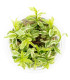 Hygrophila polysperma 'White' 1-2-Grow | Planta rápida para aquário