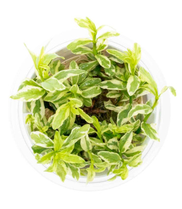 Hygrophila polysperma 'White' 1-2-Grow | Planta rápida para aquário