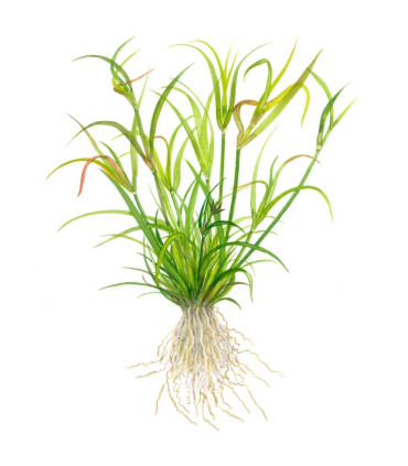 Juncus repens 1-2-Grow | Planta natural para aquário
