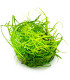 Juncus repens 1-2-Grow | Planta natural para aquário
