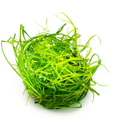 Juncus repens 1-2-Grow | Planta natural para aquário