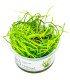 Juncus repens 1-2-Grow | Planta natural para aquário