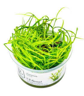 Juncus repens 1-2-Grow | Planta natural para aquário