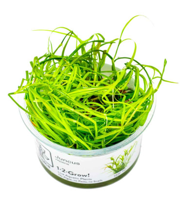 Juncus repens 1-2-Grow | Planta natural para aquário