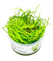 Juncuns repens - In vitro Tropica