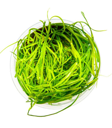 Juncus repens 1-2-Grow | Planta natural para aquário