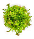 Rotala wallichii in vitro | Planta vermelha exigente para aquário