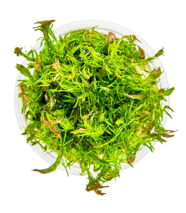 Rotala wallichii in vitro | Planta vermelha exigente para aquário