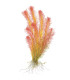 Rotala wallichii in vitro | Planta vermelha exigente para aquário