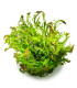 Rotala wallichii in vitro | Planta vermelha exigente para aquário