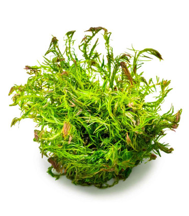 Rotala wallichii in vitro | Planta vermelha exigente para aquário