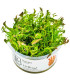 Rotala wallichii in vitro | Planta vermelha exigente para aquário