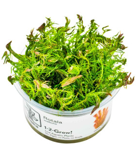 Rotala wallichii in vitro | Planta vermelha exigente para aquário
