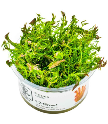 Rotala wallichii in vitro | Planta vermelha exigente para aquário
