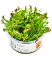 Rotala Wallichii - In vitro Tropica