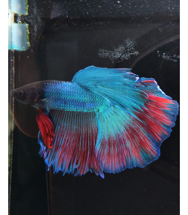 Betta selecione N343 | Peixe betta especial | Aquário Plantado