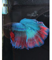 Selecione Betta Macho Nº343