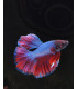 Betta selecto N344 | Pez betta especial | Acuario Plantado