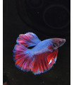 Selecione Betta Macho Nº344