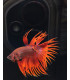 Betta selecto N345 | Pez betta especial | Acuario Plantado