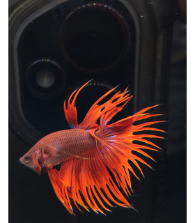 Betta Macho Selecto Nº345