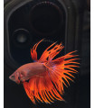 Selecione Betta Macho Nº345