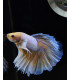 Betta selecto N346 | Pez betta especial | Acuario Plantado