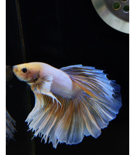 Betta selecione N346 | Peixe betta especial | Aquário Plantado
