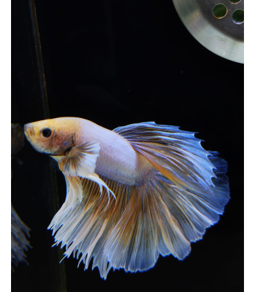 Betta selecto N346 | Pez betta especial | Acuario Plantado