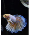 Betta Macho Selecto Nº346