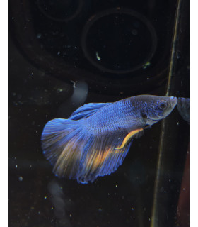 Betta selecione N347 | Peixe betta especial | Aquário Plantado