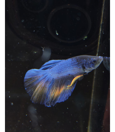 Betta selecto N347 | Pez betta especial | Acuario Plantado