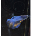 Betta Macho Selecto Nº347